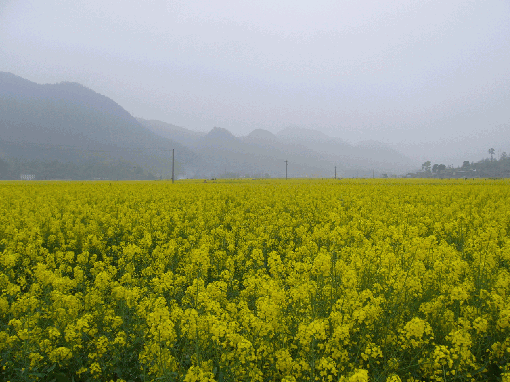 遍野油菜花.gif